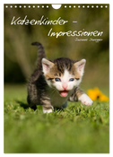 Katzenkinder - Impressionen (Wandkalender 2024 DIN A4 hoch), CALVENDO Monatskalender
