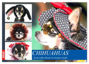 Chihuahuas. Zuckersüße Hunde im lustigen Outfit (Wandkalender 2025 DIN A2 quer), CALVENDO Monatskalender