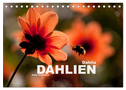 Dahlia - Dahlien (Tischkalender 2024 DIN A5 quer), CALVENDO Monatskalender