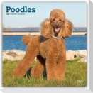 Poodles - Pudel 2027 - 16-Monatskalender