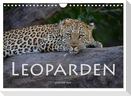 Leoparden - groß und klein (Wandkalender 2025 DIN A4 quer), CALVENDO Monatskalender