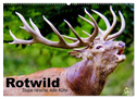 Rotwild. Edle Hirsche, stolze Kühe (Wandkalender 2024 DIN A2 quer), CALVENDO Monatskalender