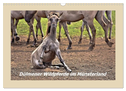 Dülmener Wildpferde im Münsterland (Wandkalender 2024 DIN A3 quer), CALVENDO Monatskalender