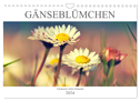 Gänseblümchen Poesie (Wandkalender 2024 DIN A4 quer), CALVENDO Monatskalender