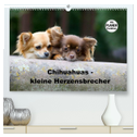 Chihuahuas - kleine Herzensbrecher (hochwertiger Premium Wandkalender 2025 DIN A2 quer), Kunstdruck in Hochglanz