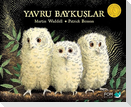 Yavru Baykuslar