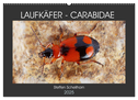 LAUFKÄFER - CARABIDAE (Wandkalender 2025 DIN A2 quer), CALVENDO Monatskalender