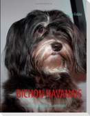Bichon Havanais