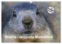 Wildlife - Verspielte Murmeltiere (Wandkalender 2024 DIN A3 quer), CALVENDO Monatskalender