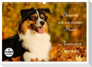 Bekannt wie ein bunter Hund. Australian Shepherd (Wandkalender 2025 DIN A3 quer), CALVENDO Monatskalender