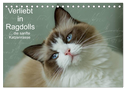 Verliebt in Ragdolls ... die sanfte Katzenrasse (Tischkalender 2024 DIN A5 quer), CALVENDO Monatskalender
