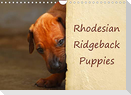 Rhodesian Ridgeback Puppies (Wall Calendar 2022 DIN A4 Landscape)