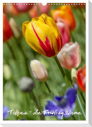Tulpen - die Frühlingsblume (Wandkalender 2024 DIN A3 hoch), CALVENDO Monatskalender