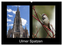 Ulmer Spatzen (Wandkalender 2024 DIN A2 quer), CALVENDO Monatskalender