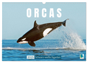 Orcas: Schwarz-weiße Giganten (Wandkalender 2025 DIN A3 quer), CALVENDO Monatskalender