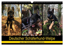 Deutscher Schäferhund-Welpe - aus der Ostdeutschen Arbeitslinie (Wandkalender 2024 DIN A3 quer), CALVENDO Monatskalender