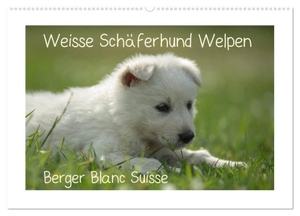 Riedel, Tanja. Weisse Schäferhund Welpen - Berger Blanc Suisse (Wandkalender 2024 DIN A2 quer), CALVENDO Monatskalender - Schweizer Schäferhund, ein leicht erziehbarer und treuer Gefährte für Familien. Calvendo, 2023.