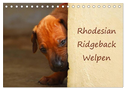 Rhodesian Ridgeback Welpen (Tischkalender 2024 DIN A5 quer), CALVENDO Monatskalender