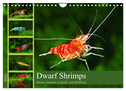 Dwarf Shrimps - Zwerggarnelen (Wandkalender 2025 DIN A4 quer), CALVENDO Monatskalender