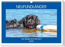 Neufundländer - Das Wasser ist ihr Element (Wandkalender 2025 DIN A3 quer), CALVENDO Monatskalender