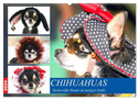 Chihuahuas. Zuckersüße Hunde im lustigen Outfit (Wandkalender 2024 DIN A2 quer), CALVENDO Monatskalender