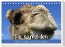 Die Kameliden. Hübsche Kamele, Lamas und Alpakas (Tischkalender 2025 DIN A5 quer), CALVENDO Monatskalender