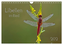 Libellen im Ried (Wandkalender 2025 DIN A4 quer), CALVENDO Monatskalender