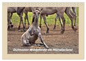 Dülmener Wildpferde im Münsterland (Tischkalender 2025 DIN A5 quer), CALVENDO Monatskalender