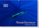 Pilotwale Unterwasser - Globicephala macrorhynchus (Wandkalender 2022 DIN A2 quer)