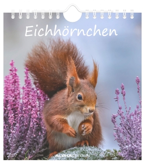 Eichhörnchen 2027. ALPHA EDITION GmbH, 2026.
