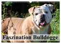 Faszination Bulldogge (Wandkalender 2024 DIN A3 quer), CALVENDO Monatskalender