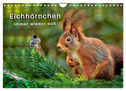 Eichhörnchen - immer wieder süß (Wandkalender 2024 DIN A4 quer), CALVENDO Monatskalender