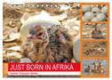 JUST BORN IN AFRIKA Kalahari Straussen Babies (Tischkalender 2024 DIN A5 quer), CALVENDO Monatskalender