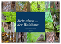 Strix aluco ... der Waldkauz (Wandkalender 2024 DIN A3 quer), CALVENDO Monatskalender