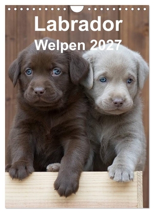 Bollich, Heidi. Labrador Welpen (Wandkalender 2027 DIN A4 hoch), CALVENDO Monatskalender - Ein ganzes Jahr voller Labrador Welpen. Calvendo, 2026.