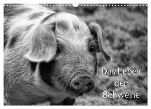 Kattobello, Kattobello. Das Leben der Schweine (Wandkalender 2024 DIN A3 quer), CALVENDO Monatskalender - Hausschweine und Minischweine in schwarz/weiß. Calvendo Verlag, 2023.