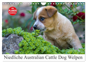 Niedliche Australian Cattle Dog Welpen (Wandkalender 2024 DIN A4 quer), CALVENDO Monatskalender