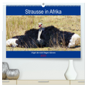 Strausse in Afrika (hochwertiger Premium Wandkalender 2025 DIN A2 quer), Kunstdruck in Hochglanz