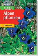 Alpenpflanzen