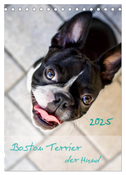 Boston Terrier der Hund 2025 (Tischkalender 2025 DIN A5 hoch), CALVENDO Monatskalender