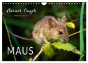 Kleiner Nager - Maus (Wandkalender 2024 DIN A4 quer), CALVENDO Monatskalender
