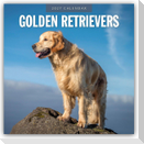Golden Retrievers - Golden Retriever 2027 - 16-Monatskalender