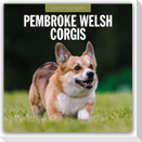 Pembroke Welsh Corgis - Pembroke Welsh Corgi 2027 - 16-Monatskalender