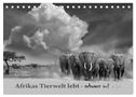 Afrikas Tierwelt lebt - schwarz auf weiß (Tischkalender 2024 DIN A5 quer), CALVENDO Monatskalender
