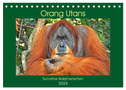 Orang Utans Sumatras Waldmenschen (Tischkalender 2024 DIN A5 quer), CALVENDO Monatskalender
