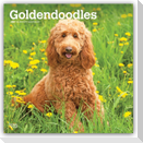 Goldendoodles - Goldendoodle 2027 - 16-Monatskalender