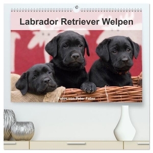 Faber, Peter. Labrador Retriever Welpen (hochwertiger Premium Wandkalender 2024 DIN A2 quer), Kunstdruck in Hochglanz - Junge Hunde. Calvendo, 2023.