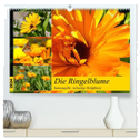 Die Ringelblume. Sonnengelbe, vielseitige Heilpflanze (hochwertiger Premium Wandkalender 2024 DIN A2 quer), Kunstdruck in Hochglanz