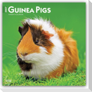 Guinea Pigs - Meerschweinschen 2027 - 16-Monatskalender
