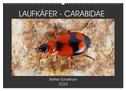 LAUFKÄFER - CARABIDAE (Wandkalender 2024 DIN A2 quer), CALVENDO Monatskalender